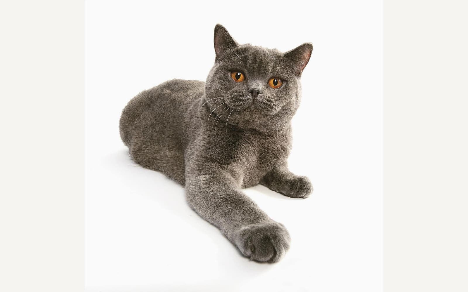 Mavi-gri British Shorthair