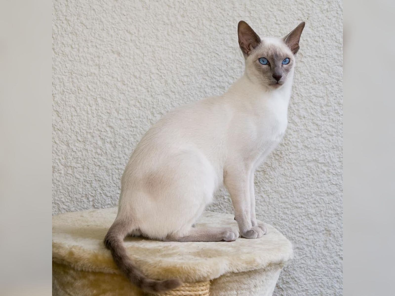 Mavi gözlü kedi, ana sayfa