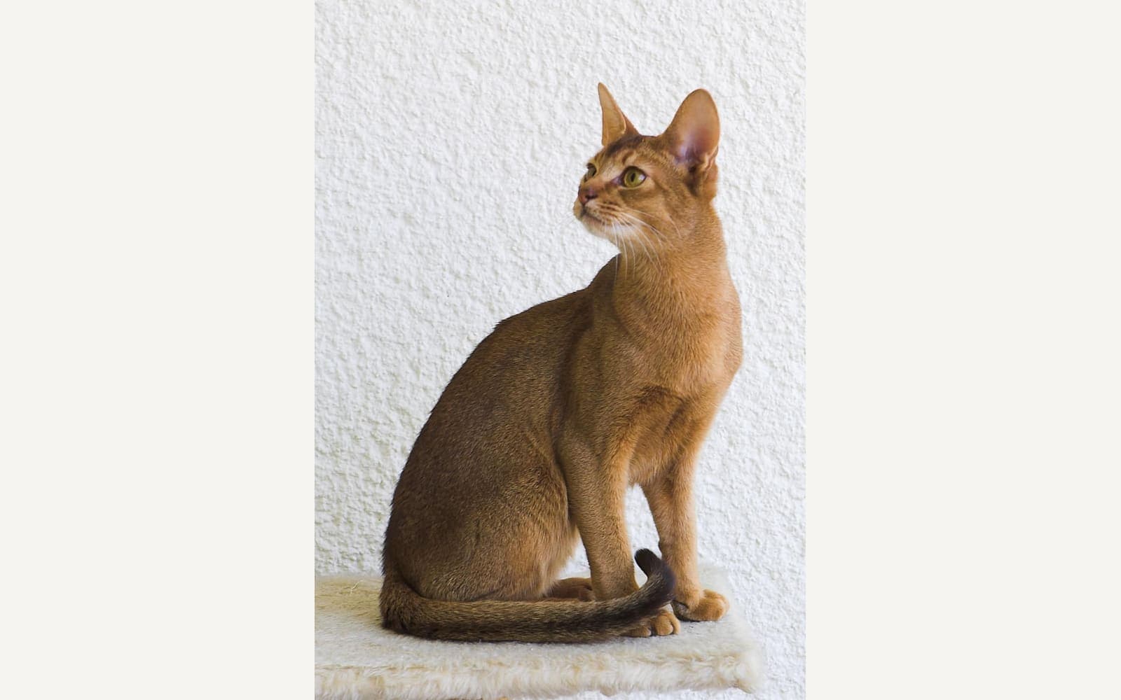 Abisini kedisi
