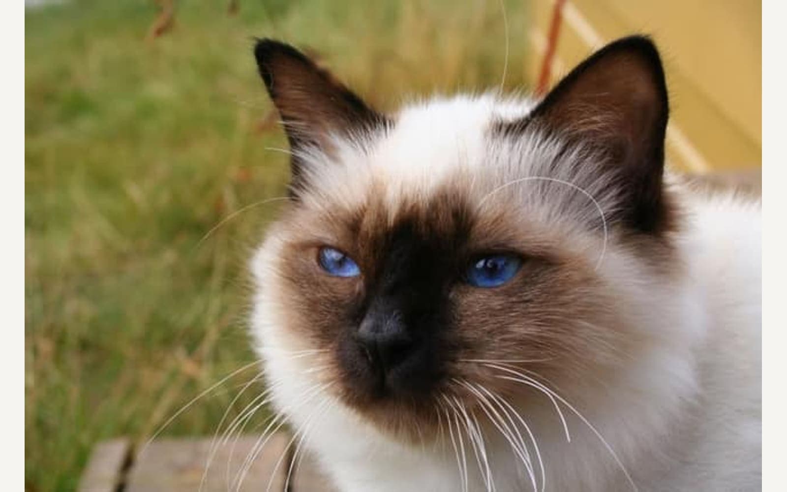 Krem gövdeli Birman