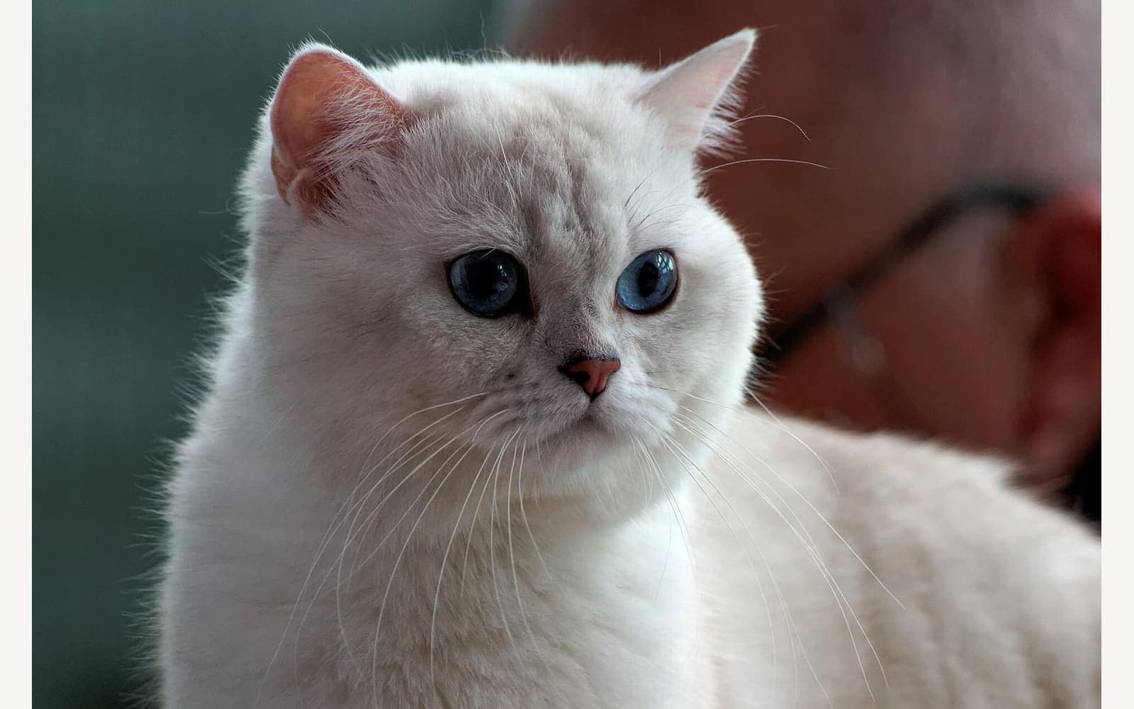 Mavi-gri British Shorthair, ikinci görünüm