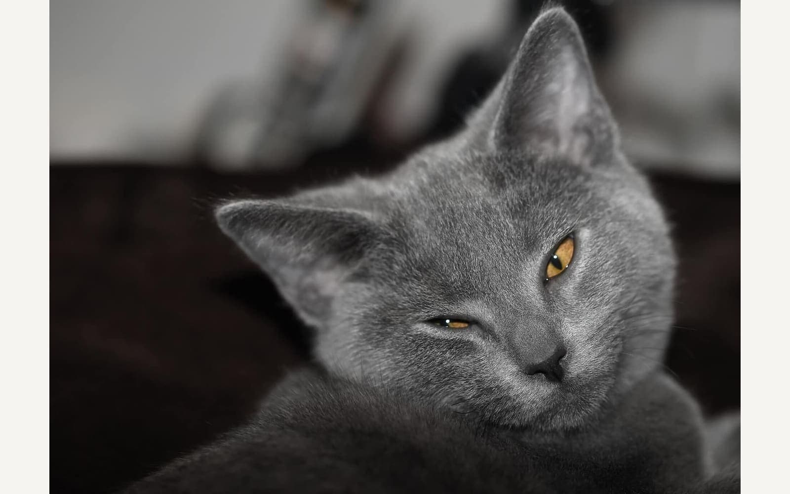 Mavi-gri Chartreux, ikinci görünüm