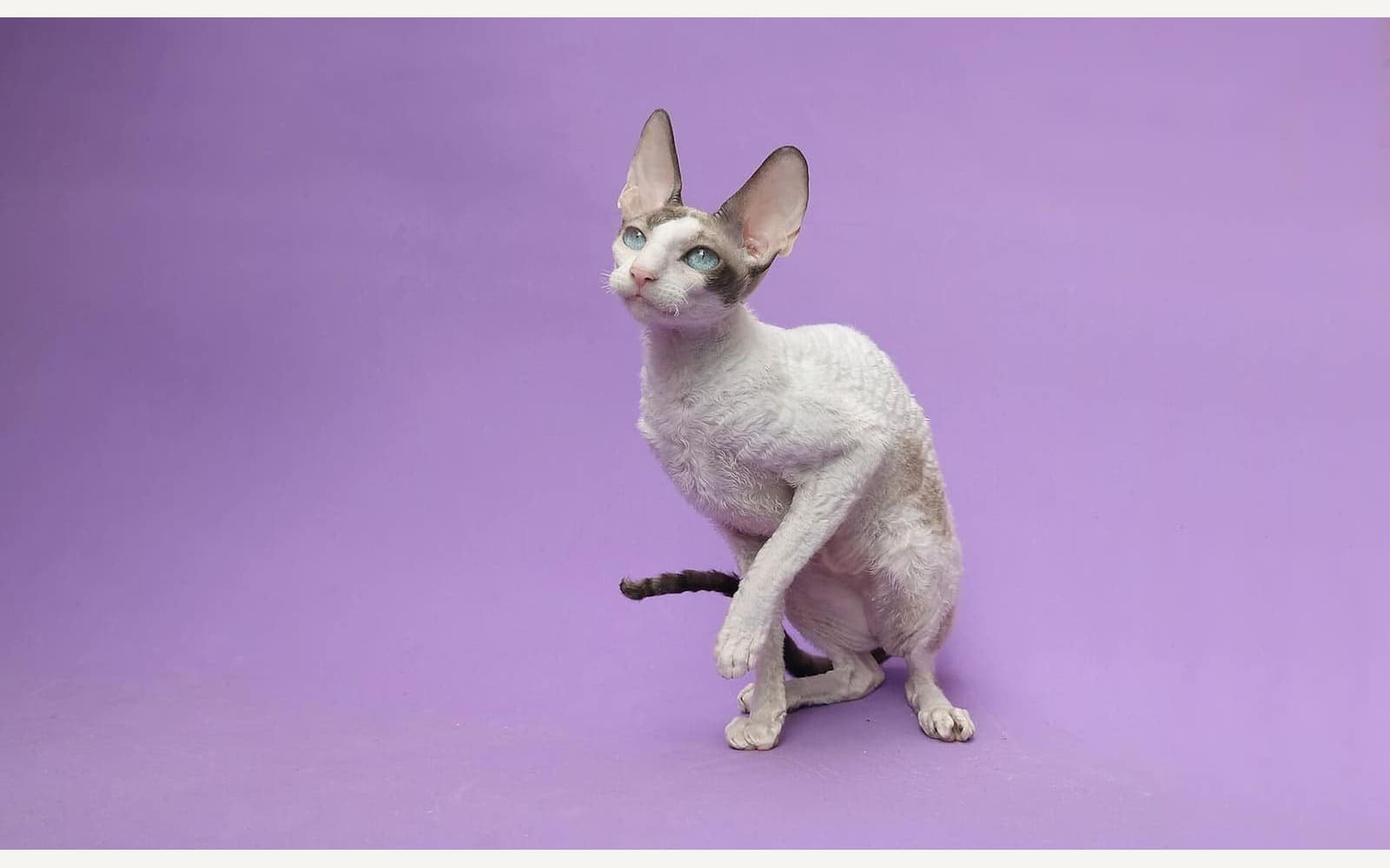 Dalgalı tüylü Cornish Rex