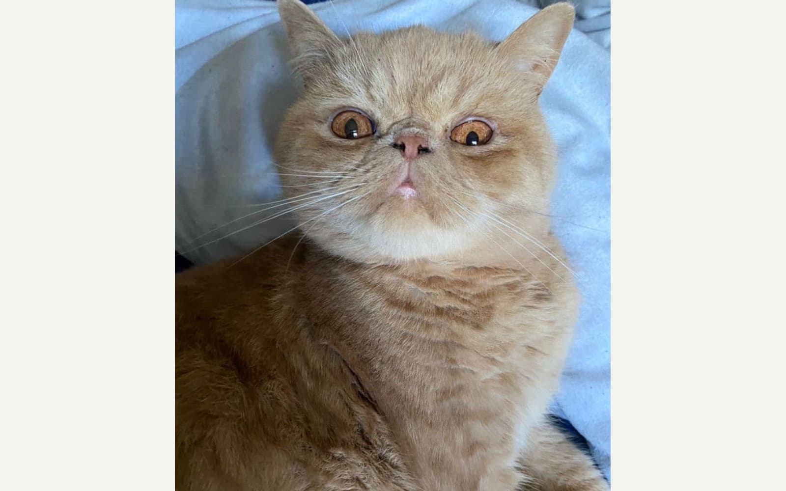 Yuvarlak yüzlü Exotic Shorthair