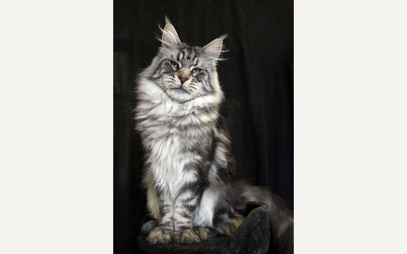 İri yapılı Maine Coon