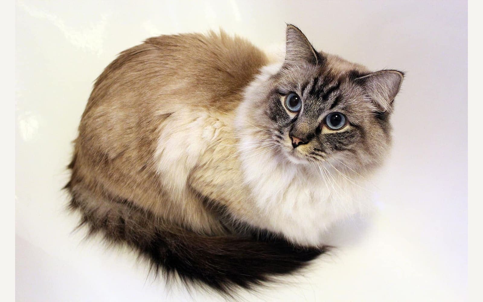 Açık renkli Ragdoll, ikinci görünüm