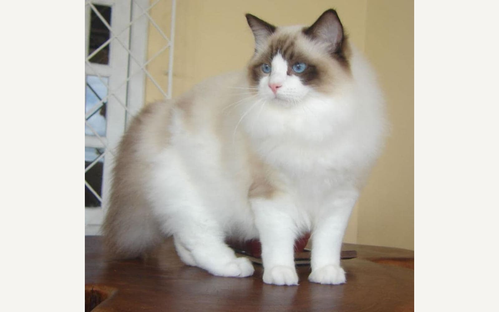 Açık renkli Ragdoll