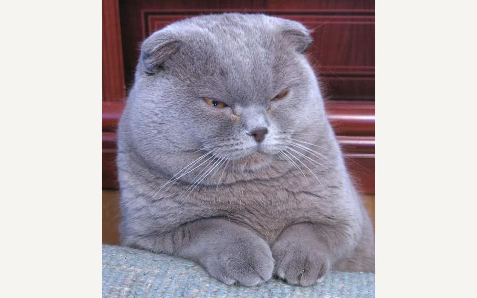 Kırık kulaklı Scottish Fold, ikinci görünüm