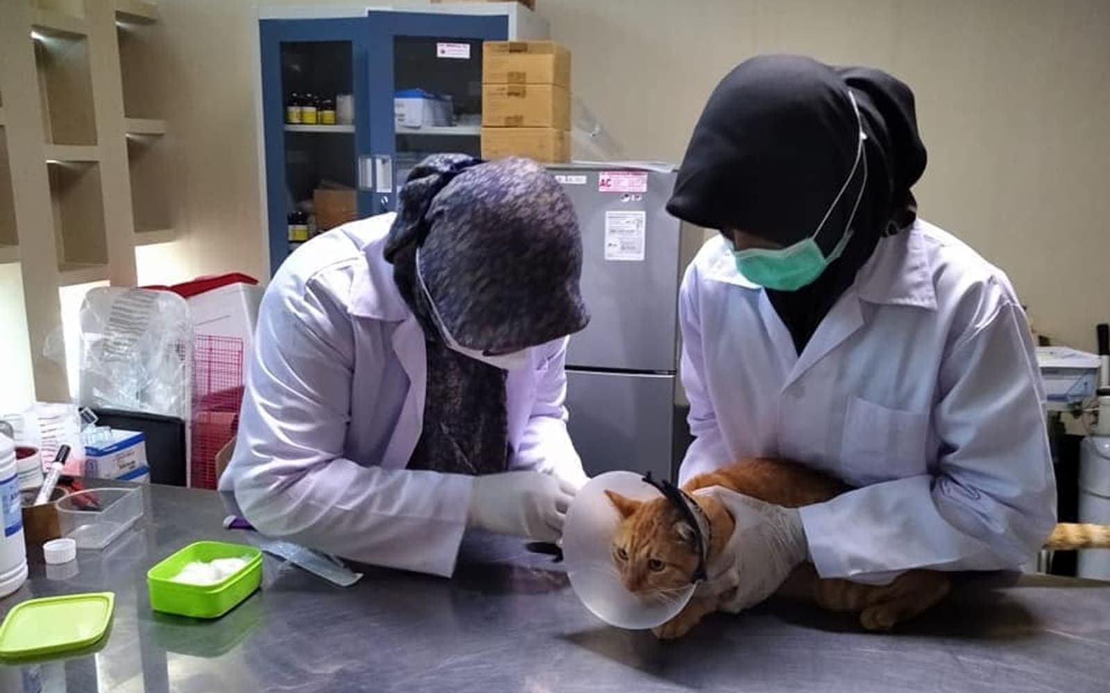 Veteriner muayenesindeki kedi
